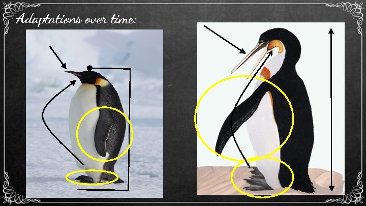 Adaptations over time: 