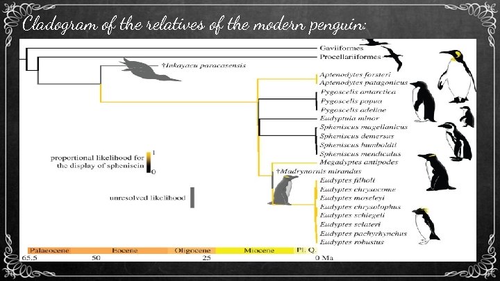 Cladogram of the relatives of the modern penguin: 