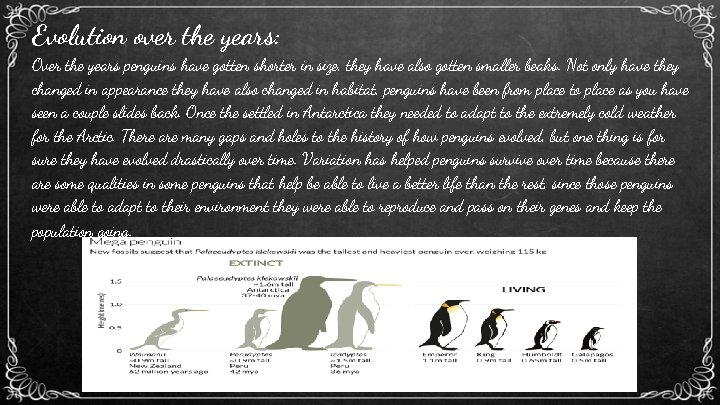 Evolution over the years: Over the years penguins have gotten shorter in size, they