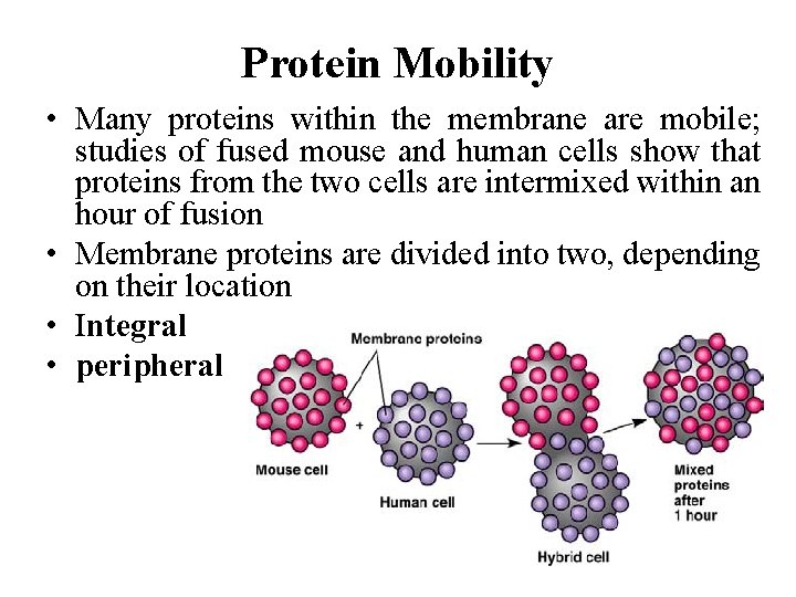 Protein Mobility • Many proteins within the membrane are mobile; studies of fused mouse