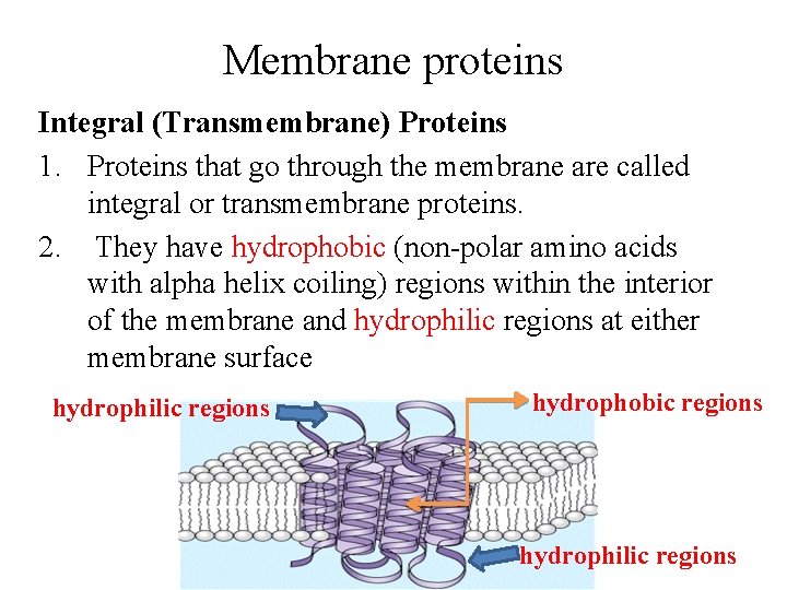 Membrane proteins Integral (Transmembrane) Proteins 1. Proteins that go through the membrane are called