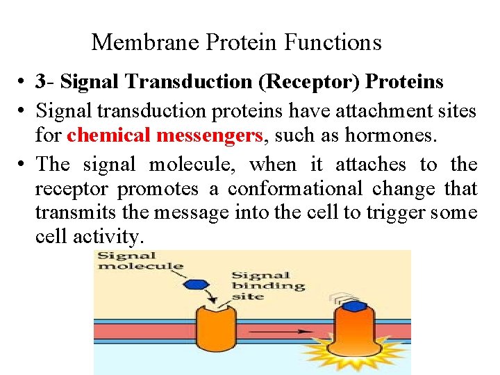 Membrane Protein Functions • 3 - Signal Transduction (Receptor) Proteins • Signal transduction proteins