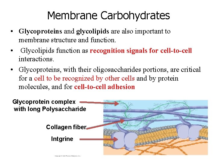 Membrane Carbohydrates • Glycoproteins and glycolipids are also important to membrane structure and function.