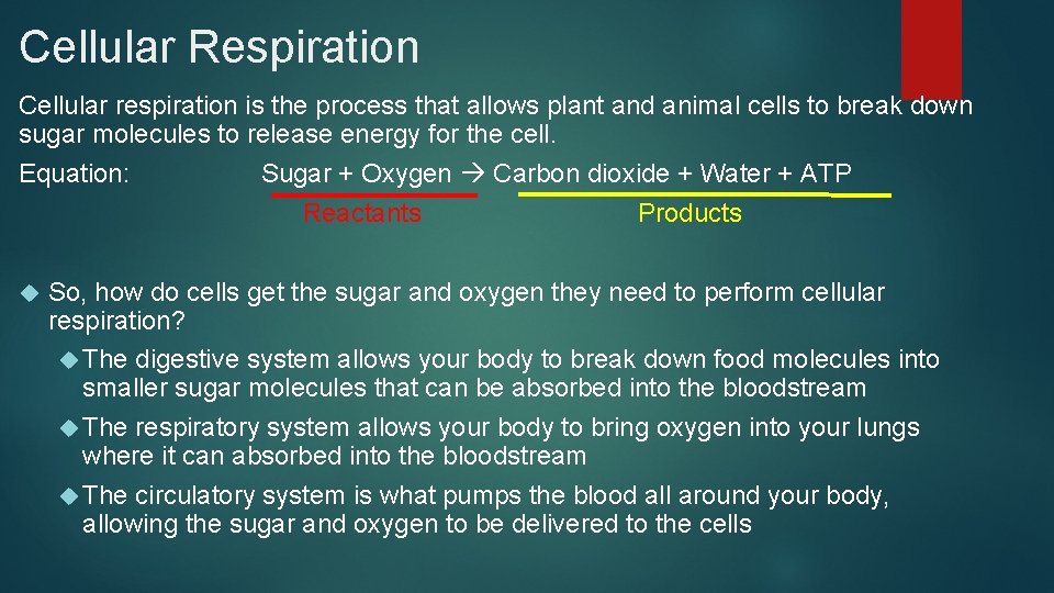 Cellular Respiration Cellular respiration is the process that allows plant and animal cells to