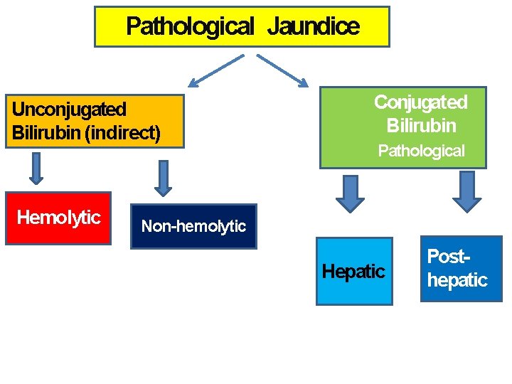 Pathological Jaundice Unconjugated Bilirubin (indirect) Hemolytic Conjugated Bilirubin Pathological Non-hemolytic Hepatic Posthepatic Pathological Jaundice Unconjugated Bilirubin (indirect) Hemolytic Conjugated Bilirubin Pathological Non-hemolytic Hepatic Posthepatic