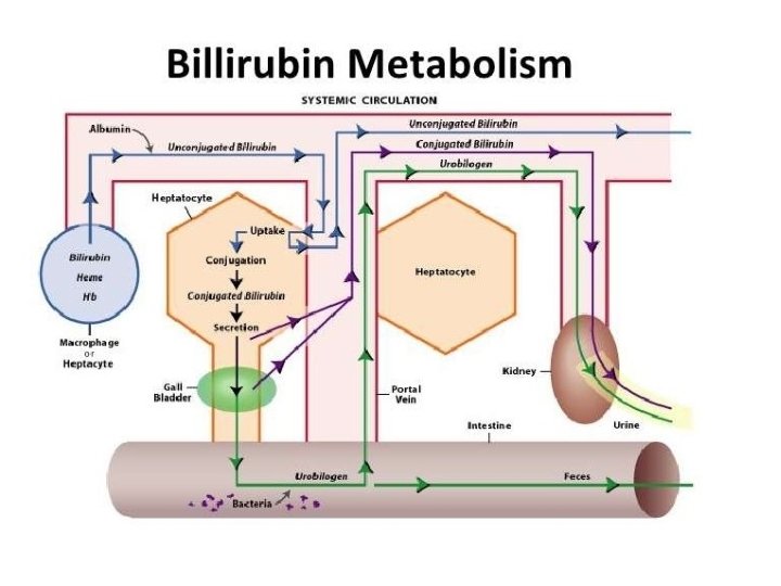 Bilirubin Metabolism 