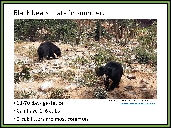 Black bears mate in summer. • 63 -70 days gestation • Can have 1