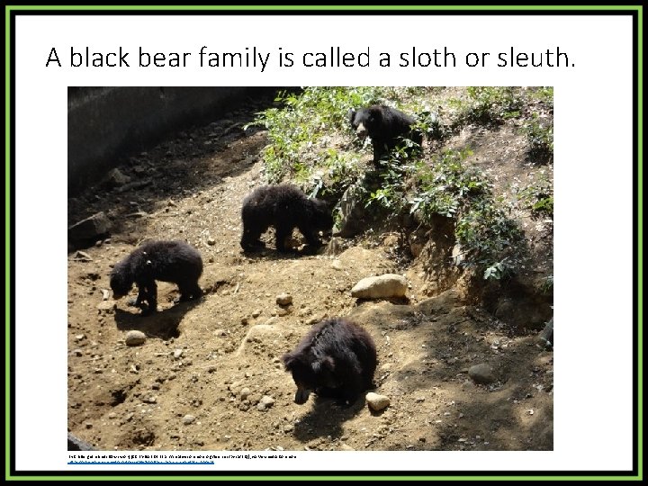 A black bear family is called a sloth or sleuth. By Challengethelimits (Own work)