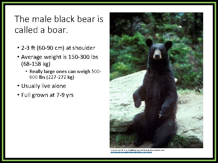 The male black bear is called a boar. • 2 -3 ft (60 -90