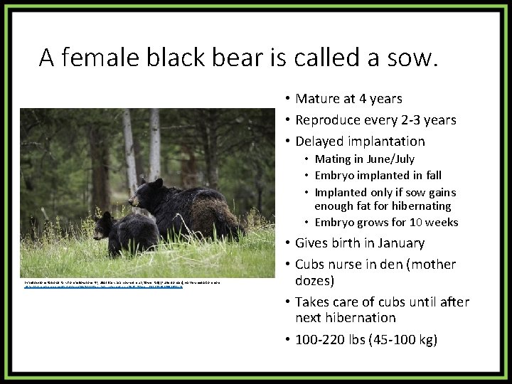 A female black bear is called a sow. • Mature at 4 years •