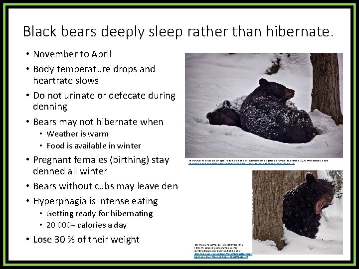 Black bears deeply sleep rather than hibernate. • November to April • Body temperature