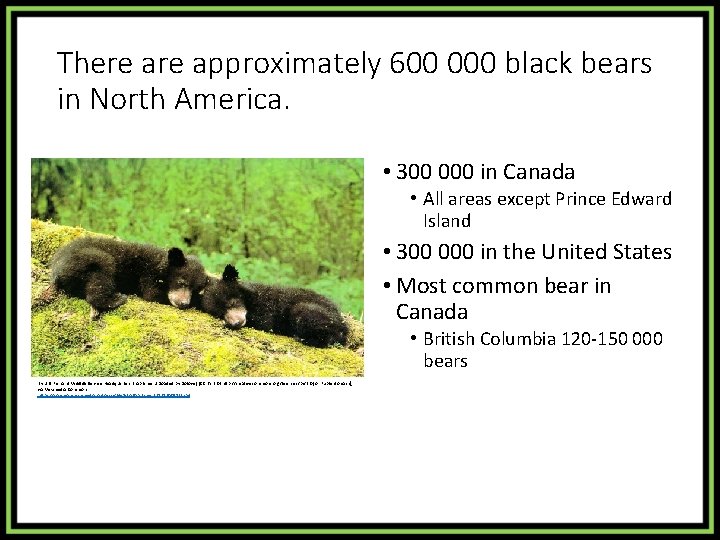 There approximately 600 000 black bears in North America. • 300 000 in Canada