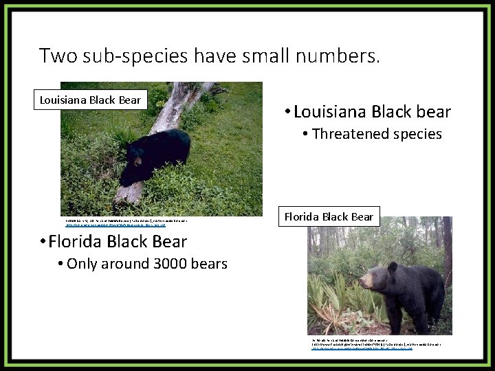 Two sub-species have small numbers. Louisiana Black Bear • Louisiana Black bear • Threatened