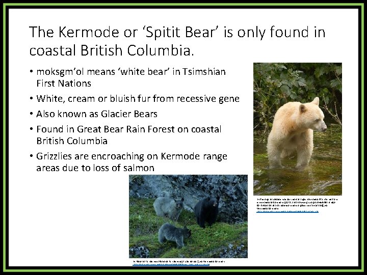 The Kermode or ‘Spitit Bear’ is only found in coastal British Columbia. • moksgm’ol