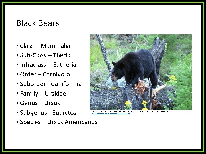 Black Bears • Class – Mammalia • Sub-Class – Theria • Infraclass – Eutheria
