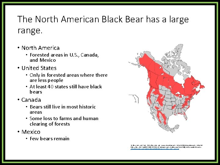 The North American Black Bear has a large range. • North America • Forested