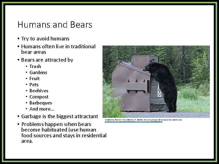 Humans and Bears • Try to avoid humans • Humans often live in traditional