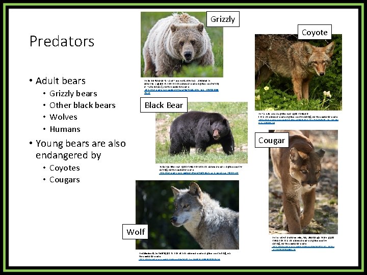 Grizzly Coyote Predators • Adult bears • • Grizzly bears Other black bears Wolves