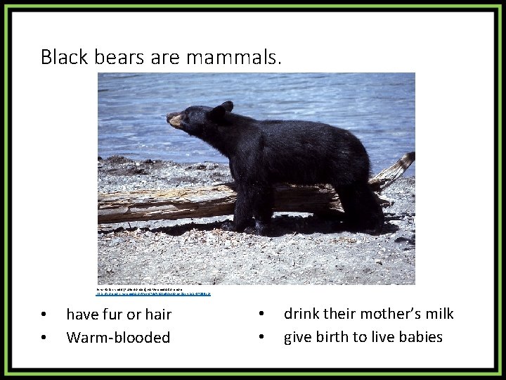 Black bears are mammals. By w: Harlan Kredit [Public domain], via Wikimedia Commons https: