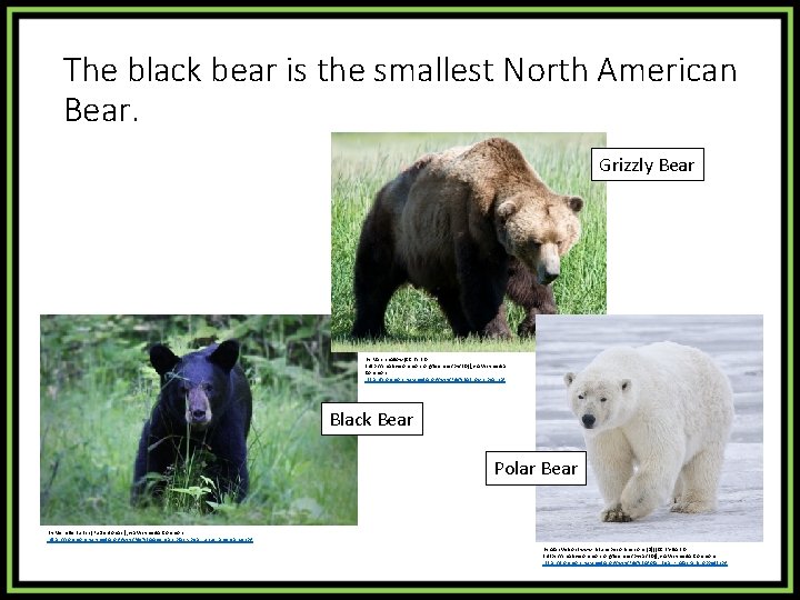 The black bear is the smallest North American Bear. Grizzly Bear By Marshmallow [CC