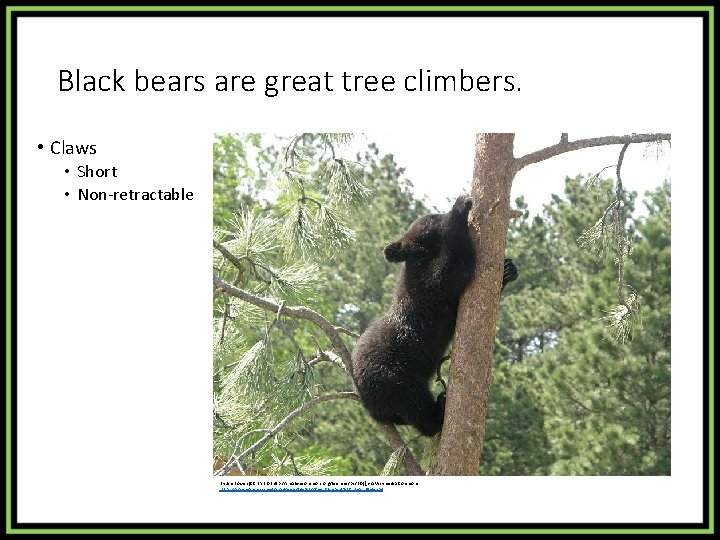 Black bears are great tree climbers. • Claws • Short • Non-retractable By Jim