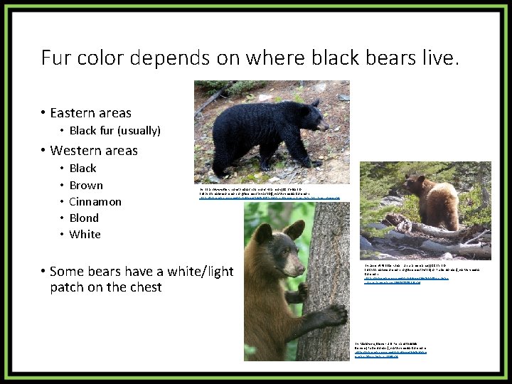Fur color depends on where black bears live. • Eastern areas • Black fur