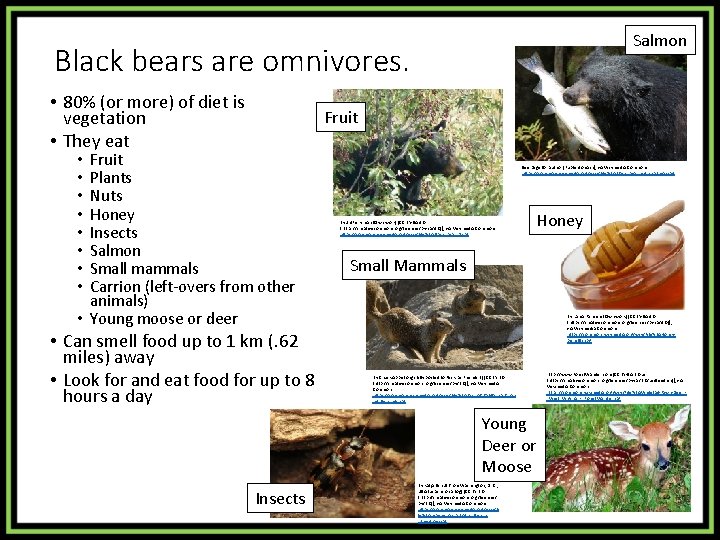 Salmon Black bears are omnivores. • 80% (or more) of diet is vegetation •
