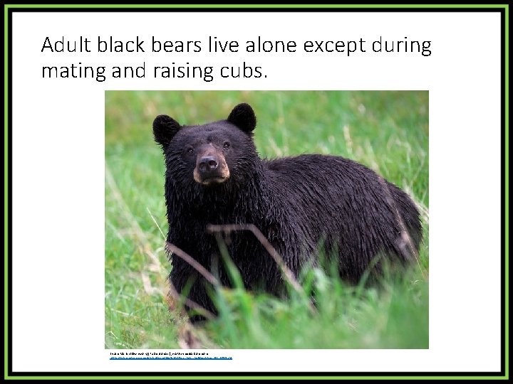 Adult black bears live alone except during mating and raising cubs. By Jim Martin