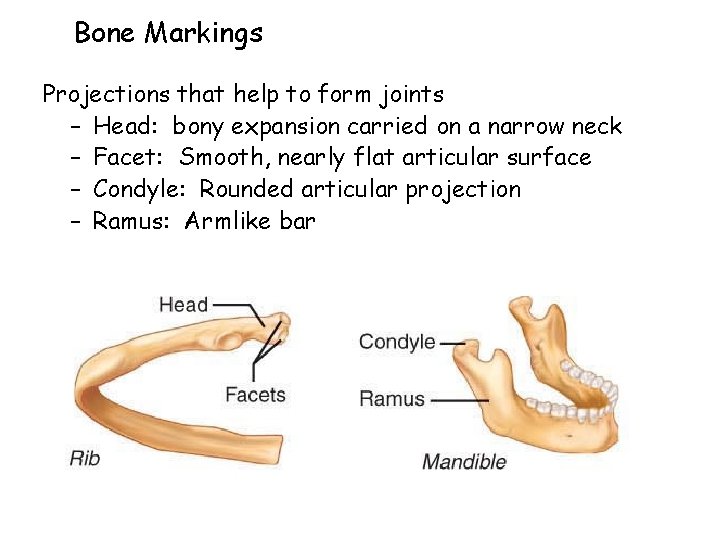 Bone Markings Projections that help to form joints – Head: bony expansion carried on
