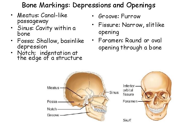 Bone Markings: Depressions and Openings • Meatus: Canal-like passageway • Sinus: Cavity within a