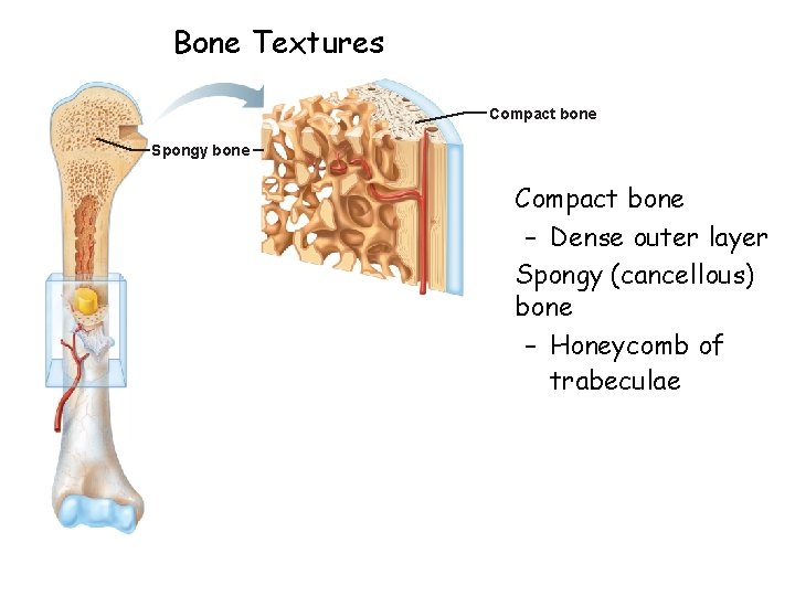 Bone Textures Compact bone Spongy bone • Compact bone – Dense outer layer •
