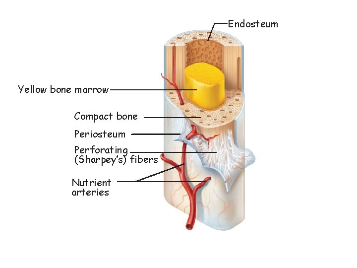 Endosteum Yellow bone marrow Compact bone Periosteum Perforating (Sharpey’s) fibers Nutrient arteries 