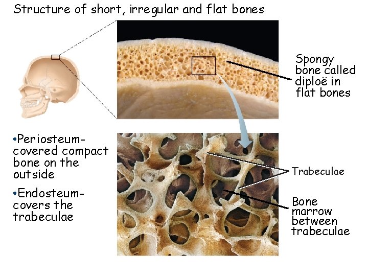 Structure of short, irregular and flat bones Spongy bone called diploë in flat bones