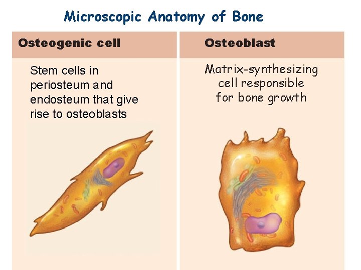 Microscopic Anatomy of Bone Osteogenic cell Stem cells in periosteum and endosteum that give
