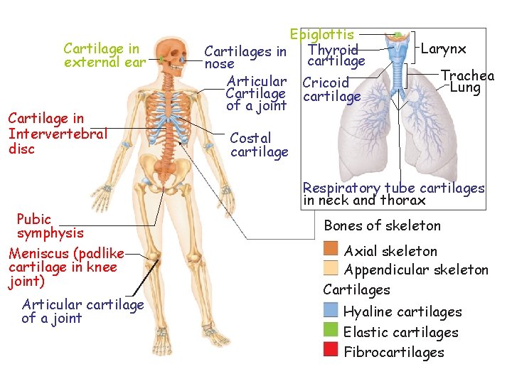 Cartilage in external ear Cartilage in Intervertebral disc Pubic symphysis Meniscus (padlike cartilage in