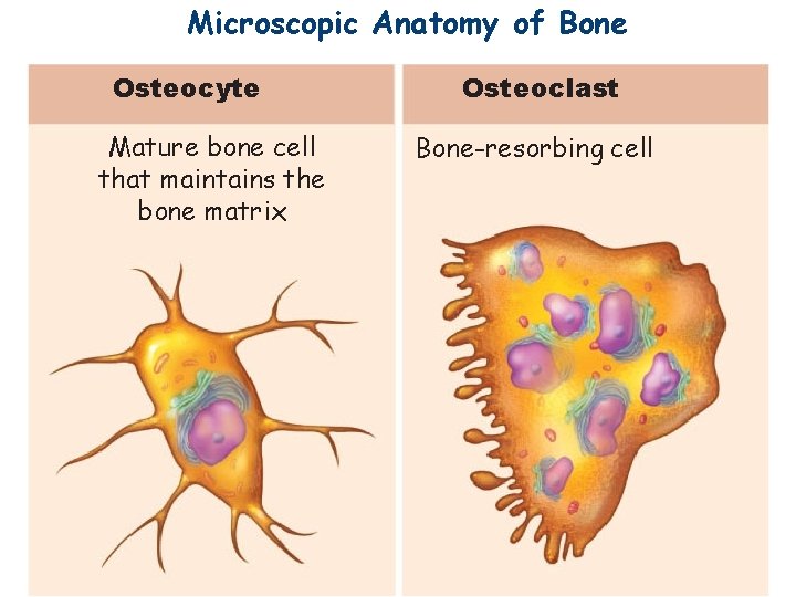 Microscopic Anatomy of Bone Osteocyte Mature bone cell that maintains the bone matrix Osteoclast