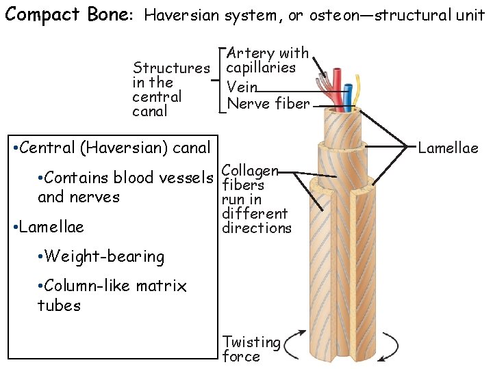 Compact Bone: Haversian system, or osteon—structural unit Structures in the central canal Artery with