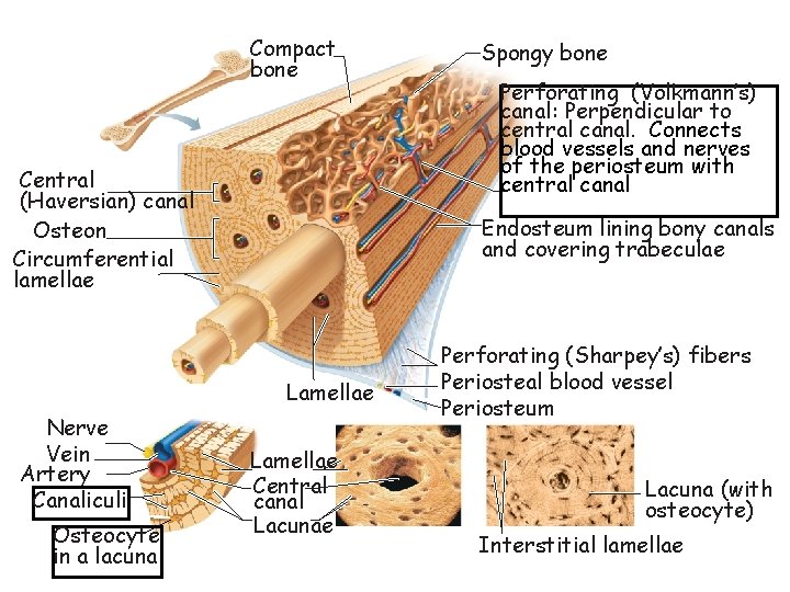 Compact bone Central (Haversian) canal Osteon Circumferential lamellae Osteocyte in a lacuna Perforating (Volkmann’s)