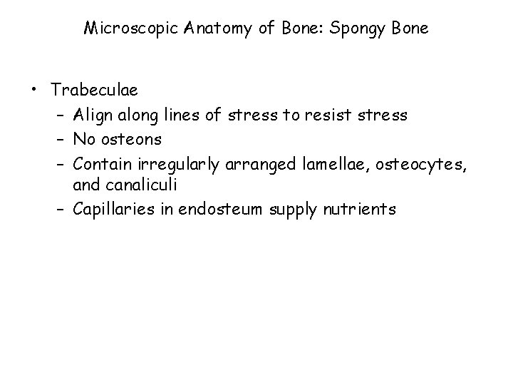 Microscopic Anatomy of Bone: Spongy Bone • Trabeculae – Align along lines of stress