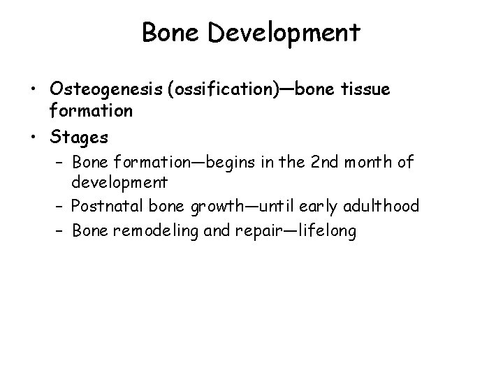 Bone Development • Osteogenesis (ossification)—bone tissue formation • Stages – Bone formation—begins in the