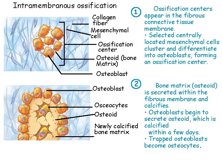 Intramembranous ossification 1 Collagen fiber Mesenchymal cell Ossification center Osteoid (bone Matrix) Ossification centers