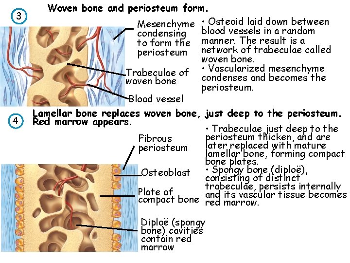 3 4 Woven bone and periosteum form. Mesenchyme • Osteoid laid down between blood