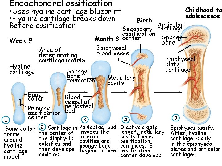 Endochondral ossification Childhood to • Uses hyaline cartilage blueprint adolescence • Hyaline cartilage breaks