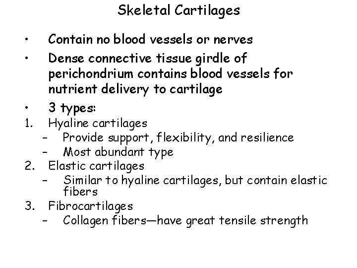 Skeletal Cartilages • • • 1. Contain no blood vessels or nerves Dense connective