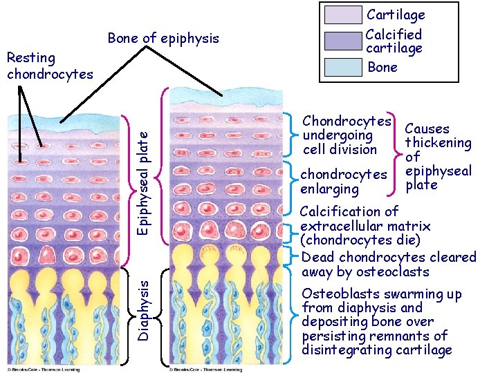 Bone of epiphysis Diaphysis Epiphyseal plate Resting chondrocytes Cartilage Calcified cartilage Bone Chondrocytes undergoing