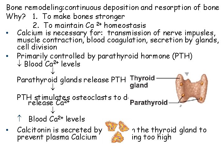Bone remodeling: continuous deposition and resorption of bone Why? 1. To make bones stronger