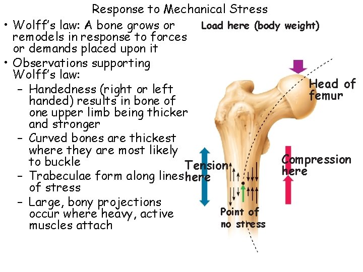 Response to Mechanical Stress Load here (body weight) • Wolff’s law: A bone grows