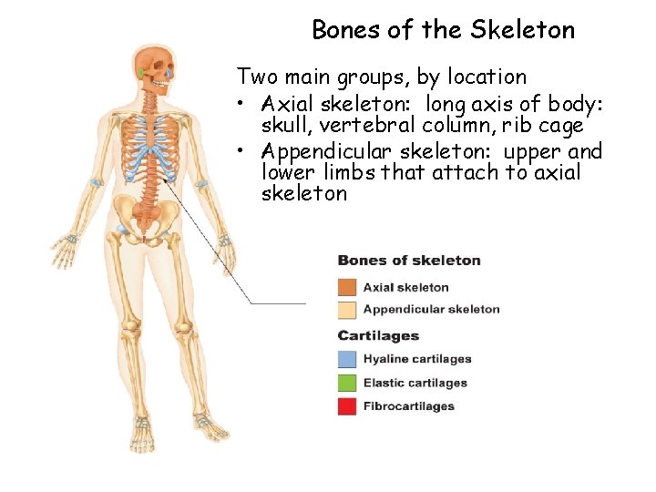 Bones of the Skeleton Two main groups, by location • Axial skeleton: long axis