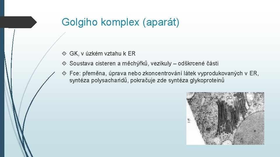 Golgiho komplex (aparát) GK, v úzkém vztahu k ER Soustava cisteren a měchýřků, vezikuly