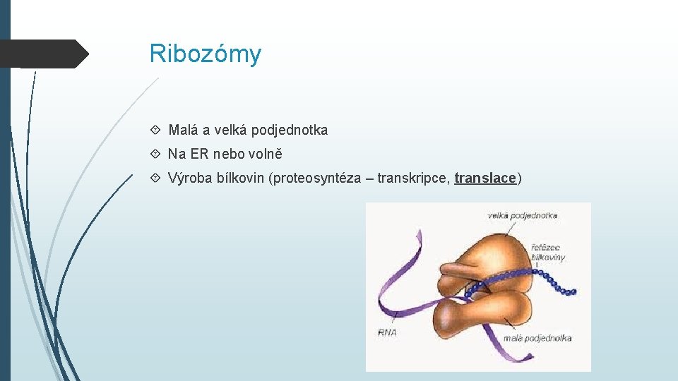 Ribozómy Malá a velká podjednotka Na ER nebo volně Výroba bílkovin (proteosyntéza – transkripce,